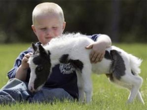 В Великобритании родился самый маленький конь в мире