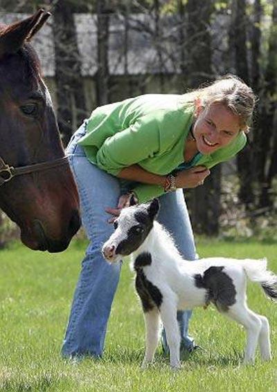 В Великобритании родился самый маленький конь в мире