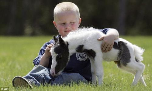 В Великобритании родился самый маленький конь в мире