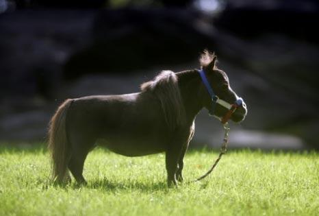 В Великобритании родился самый маленький конь в мире