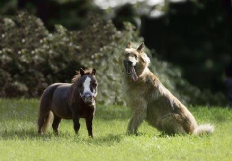 В Великобритании родился самый маленький конь в мире