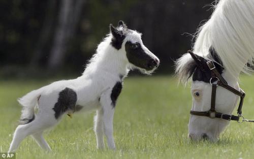 В Великобритании родился самый маленький конь в мире