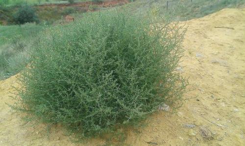 26 редких фотографий показывают привычные вещи с неизвестного для нас ракурса