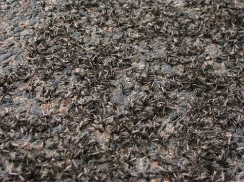 Нашествие комаров на деревню в Беларуси