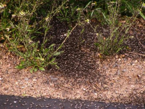Нашествие комаров на деревню в Беларуси
