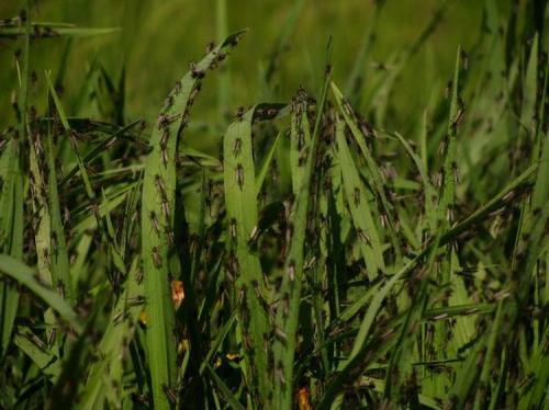 Нашествие комаров на деревню в Беларуси