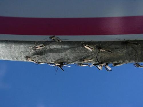 Нашествие комаров на деревню в Беларуси