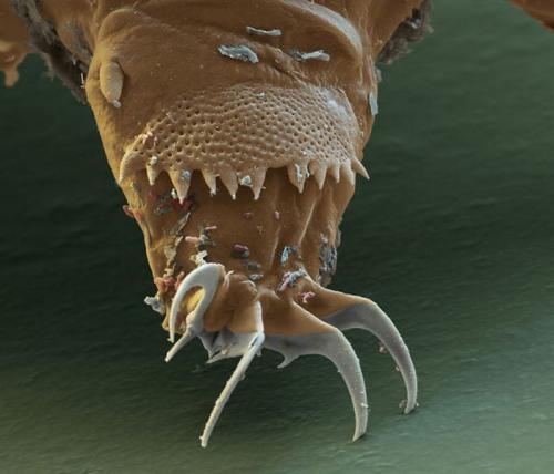 Самым живучим существам на земле нипочем холод -271°C