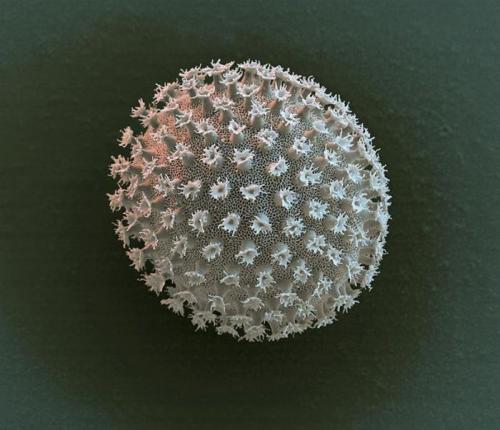 Самым живучим существам на земле нипочем холод -271°C