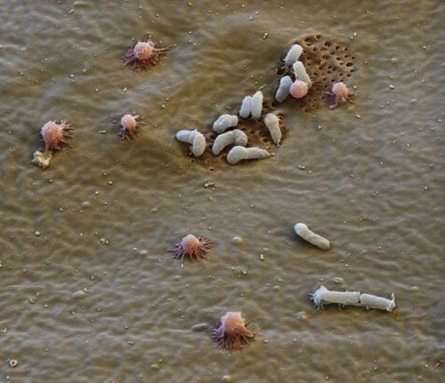 Самым живучим существам на земле нипочем холод -271°C