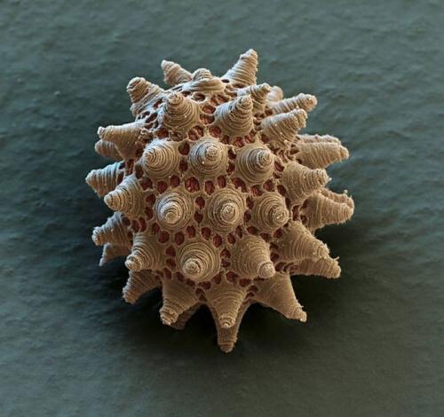 Самым живучим существам на земле нипочем холод -271°C