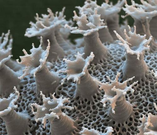 Самым живучим существам на земле нипочем холод -271°C