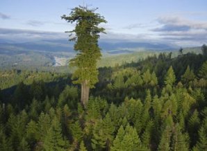 10 высочайших деревьев планеты