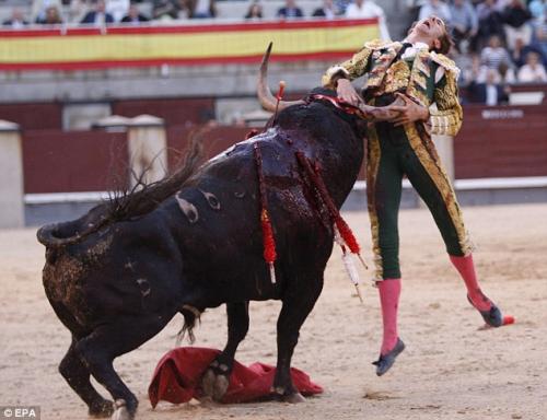 Испанского матадора забодал бык