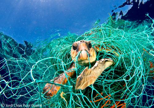 Лучшие снимки фотографов-натуралистов 2010