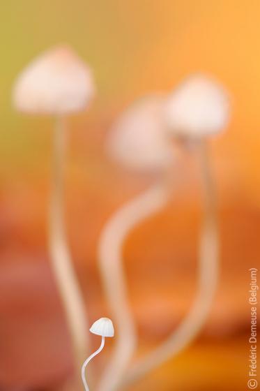 Лучшие снимки фотографов-натуралистов 2010