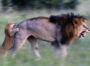 Лучшие снимки фотографов-натуралистов 2010