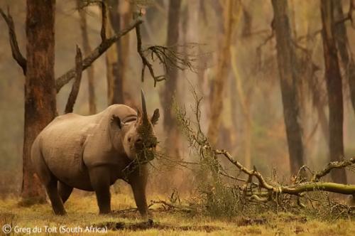 Лучшие снимки фотографов-натуралистов 2010