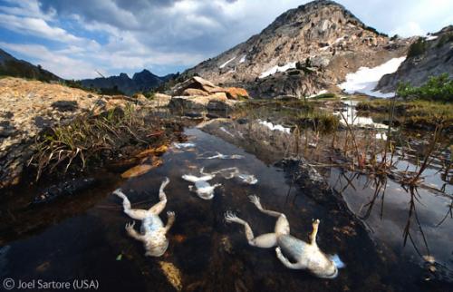 Лучшие снимки фотографов-натуралистов 2010
