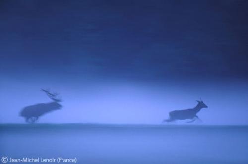 Лучшие снимки фотографов-натуралистов 2010