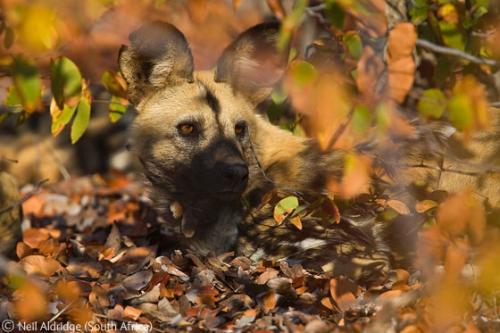Лучшие снимки фотографов-натуралистов 2010