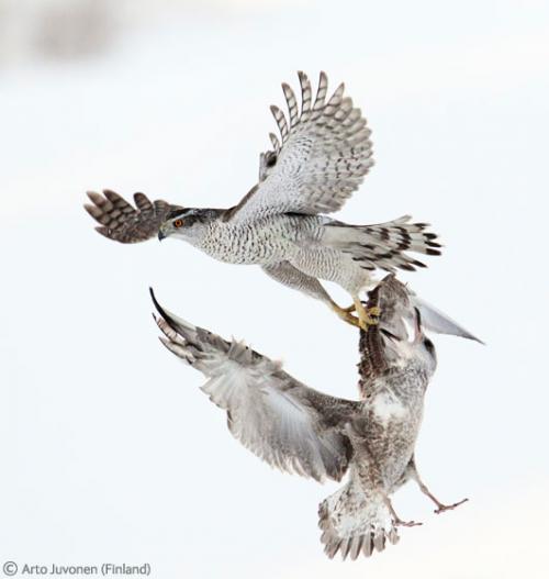 Лучшие снимки фотографов-натуралистов 2010