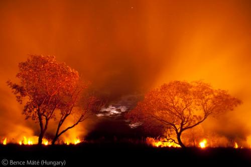 Лучшие снимки фотографов-натуралистов 2010