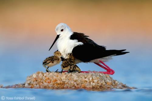 Лучшие снимки фотографов-натуралистов 2010