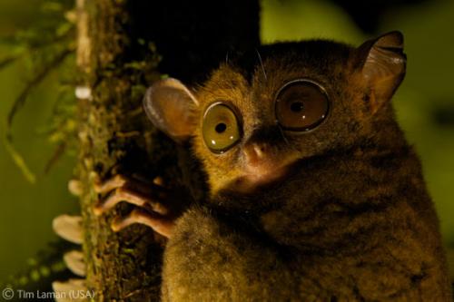 Лучшие снимки фотографов-натуралистов 2010