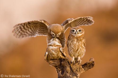 Лучшие снимки фотографов-натуралистов 2010