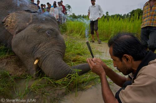 Лучшие снимки фотографов-натуралистов 2010
