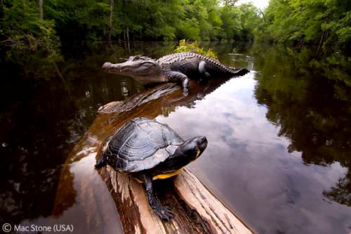 Лучшие снимки фотографов-натуралистов 2010