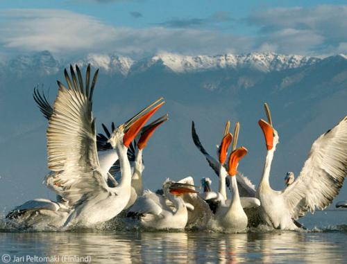 Лучшие снимки фотографов-натуралистов 2010