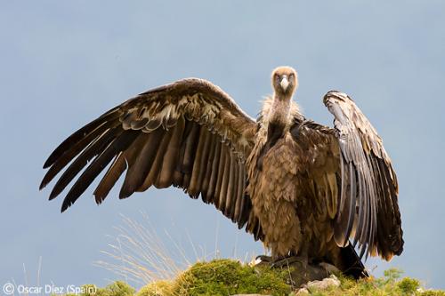 Лучшие снимки фотографов-натуралистов 2010