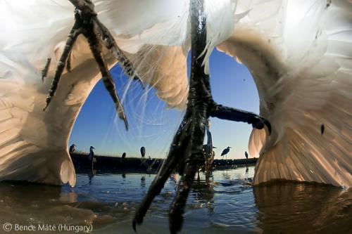 Лучшие снимки фотографов-натуралистов 2010
