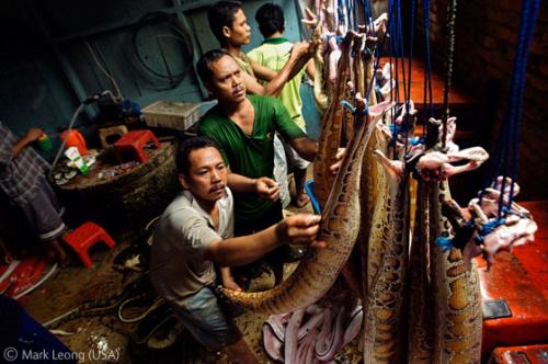 Лучшие снимки фотографов-натуралистов 2010