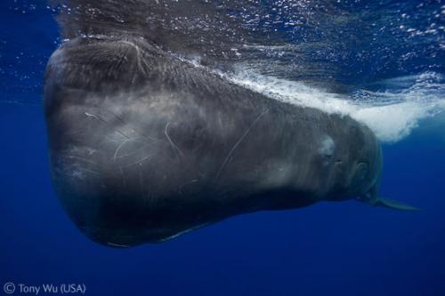 Лучшие снимки фотографов-натуралистов 2010