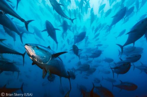 Лучшие снимки фотографов-натуралистов 2010