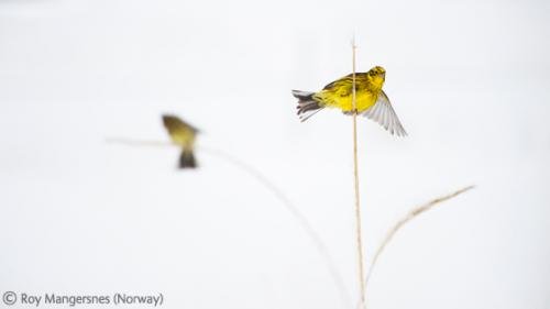 Лучшие снимки фотографов-натуралистов 2010