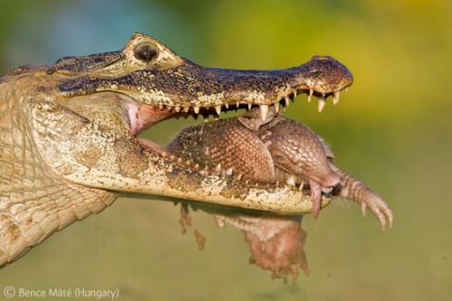 Лучшие снимки фотографов-натуралистов 2010