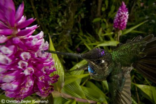 Лучшие снимки фотографов-натуралистов 2010
