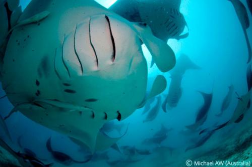 Лучшие снимки фотографов-натуралистов 2010