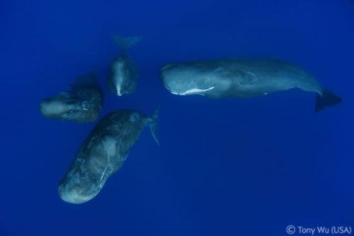 Лучшие снимки фотографов-натуралистов 2010