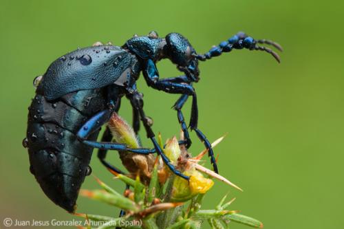 Лучшие снимки фотографов-натуралистов 2010