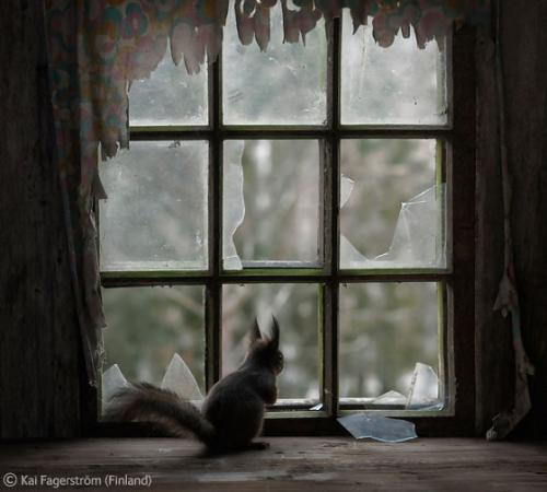 Лучшие снимки фотографов-натуралистов 2010