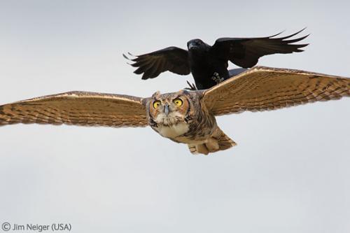 Лучшие снимки фотографов-натуралистов 2010