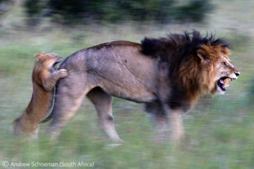 Лучшие снимки фотографов-натуралистов 2010