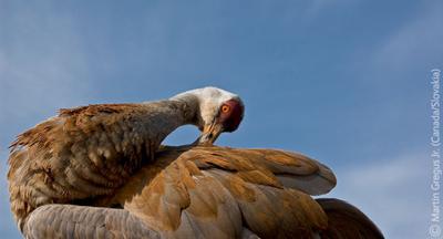 Лучшие снимки фотографов-натуралистов 2010