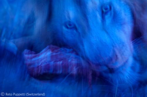 Лучшие снимки фотографов-натуралистов 2010