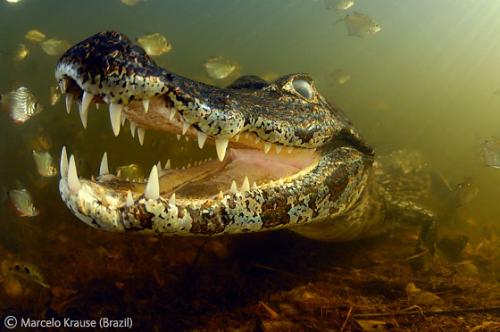 Лучшие снимки фотографов-натуралистов 2010